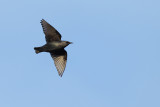 Spotless Starling (Sturnus unicolor)