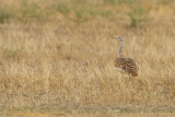 Great Bustard  (Otis tarda)