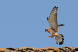 Lesser Kestrel (Falco naumanni) 