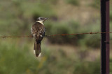 Great Spotted Cuckoo (Clamator glandarius) 