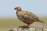 Red-legged Partridge (Alectoris rufa) 