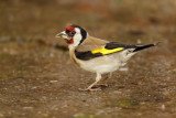 European Goldfinch (Carduelis carduelis) 