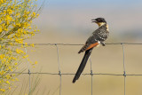 Great Spotted Cuckoo (Clamator glandarius) 