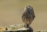 Little Owl (Athene noctua) 