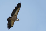 Griffon vulture (Gyps fulvus) 