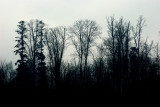 dark forest