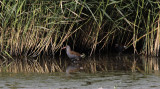 Waterral / Water Rail / Rallus aquaticus