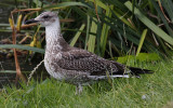 Kleine Mantelmeeuw / Lesser Black-backed Gull / Larus fuscus graellsii/intermedius/fuscus