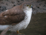 afrsparrowhawk.jpg