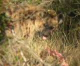 hyena2.jpg