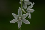 Ornithogalum nutans.jpg