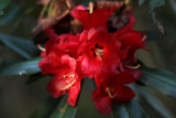 Rhododendron choremia