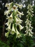 Cardiocrinum