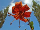 Lilium trigrinum