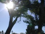 cottonwoods shedding