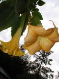 Angel Trumpet Blooms In October.jpg