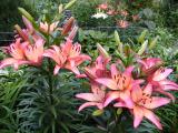 L.A. Hybrid Asiatic Lilies.JPG