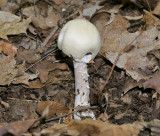 Agaricus silvicola1000661.jpg