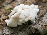 Hericium erinaceus1000682.jpg