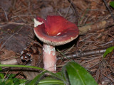 Russula peckii1010206.jpg