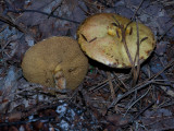 Suillus americanus1010199.jpg