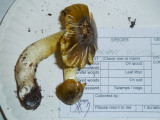 Tricholoma sejunctum1020822.jpg