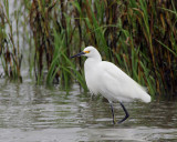 Snowy Egret