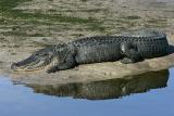 Gator on Sanibel Island, FL