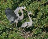 Herons Nest Building