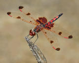 Dragonflies and Damselflies (Odonates)