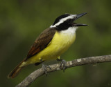 Great Kiskadee