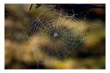 Spider-web & dew