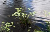 Raindrops on the lake