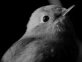 P1211321_robin_close_bw.jpg