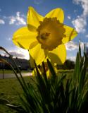 P4083692_daffodil_4wm.jpg