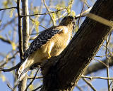 Red Shoulder Hawk