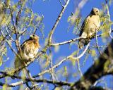 Male & Female Red Shoulder Hawks