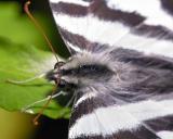 Eurytides marcellus (zebra swallowtail)