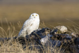 Snowy Owl