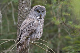 Great Grey Owl