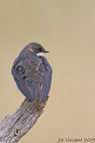 Tree Swallow