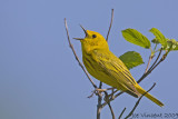 Yellow Warbler