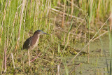 Green Heron