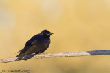 Purple Martin