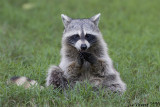 Raccoon