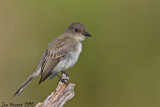 EasternPhoebe