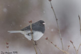 DarkEyedJunco