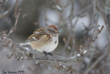 AmericanTreeSparrow