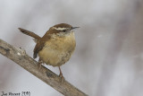 CarolinaWren