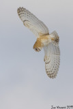 Sacheust Point Barn Owl